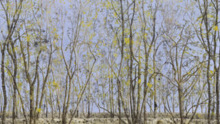 Shelter Belt Oil Paint 130x170cm