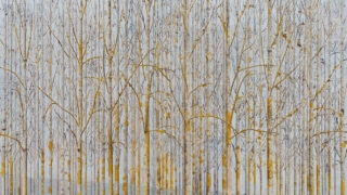 New Zealand Art Prints – Winter Tree Landscape